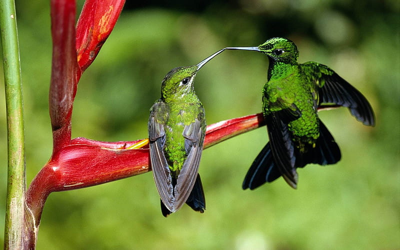 the couple bird-Animal graphy, HD wallpaper