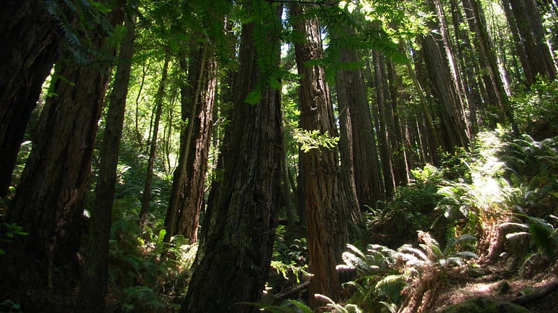 Muir Woods, california, sausalito, trees, redwood, forrest, HD wallpaper