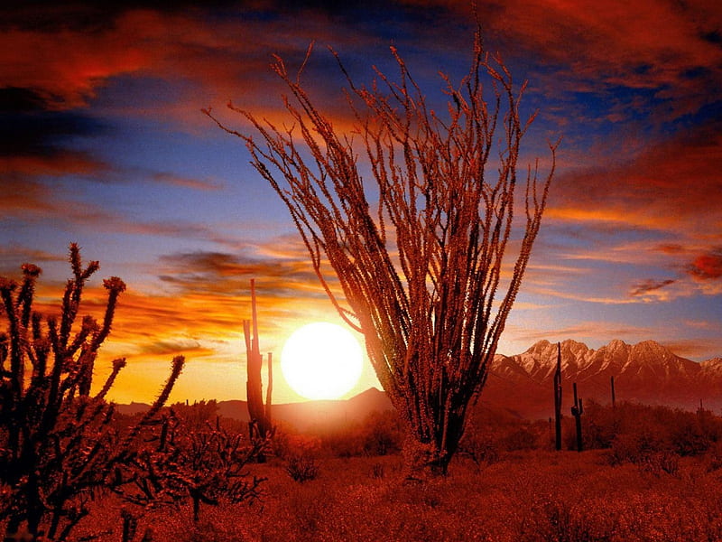 Sonora Sunset, Mexico, sun, desert, plants, clouds, sky, HD wallpaper