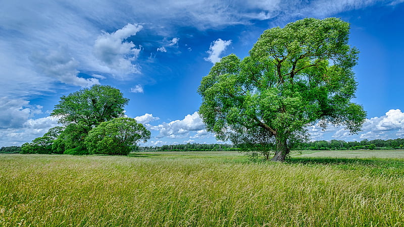 Earth, Landscape, Bush, Cloud, Field, Grass, Sky, Summer, Tree, HD wallpaper