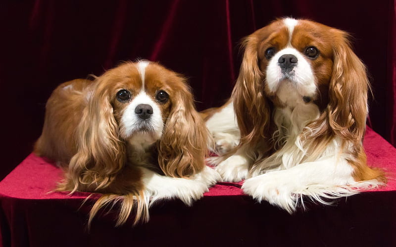 Cavalier King Charles Spaniels, Spaniels, two, animals, dogs, HD wallpaper