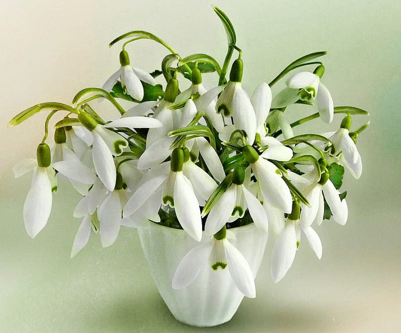 Still Life-White Flower, vase, still life, flowers, white, HD wallpaper ...