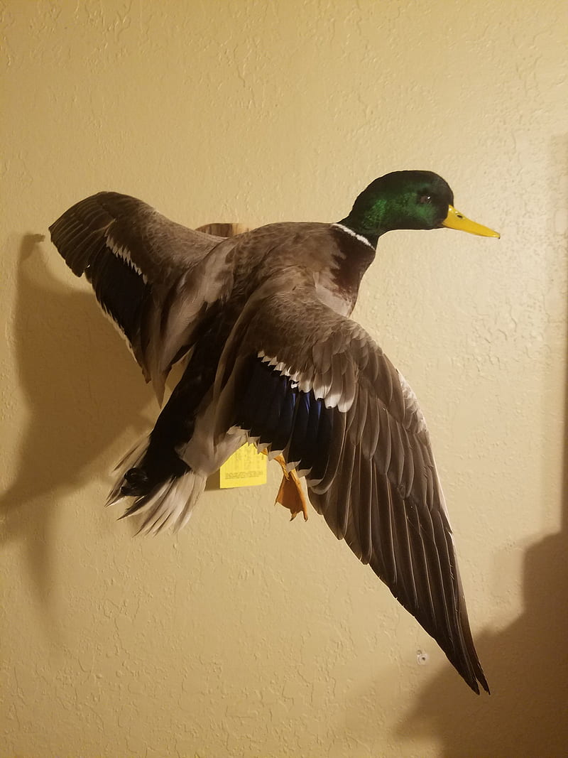 Mallard duck, ducks, wild, HD phone wallpaper