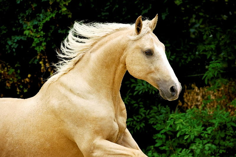 Palomino horse, palomino, horse, run, animal, HD wallpaper | Peakpx