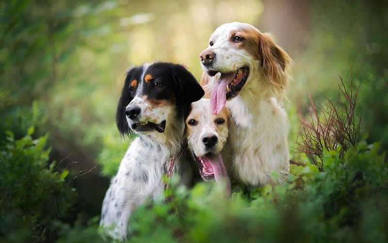 Big Dogs, spaniels, Three Dogs, Forest, cute animals, HD wallpaper