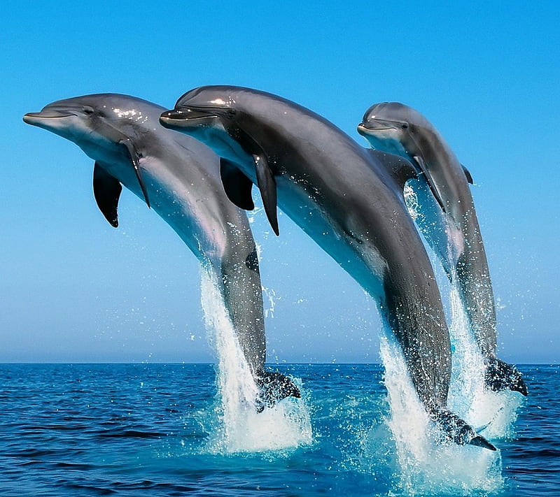 Dolphins, dolphin, fish, sea, HD wallpaper