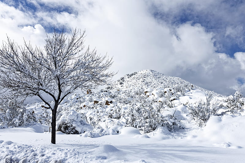 Winter in Northern Highlands, Arizona, clouds, sky, trees, snow, usa, HD wallpaper