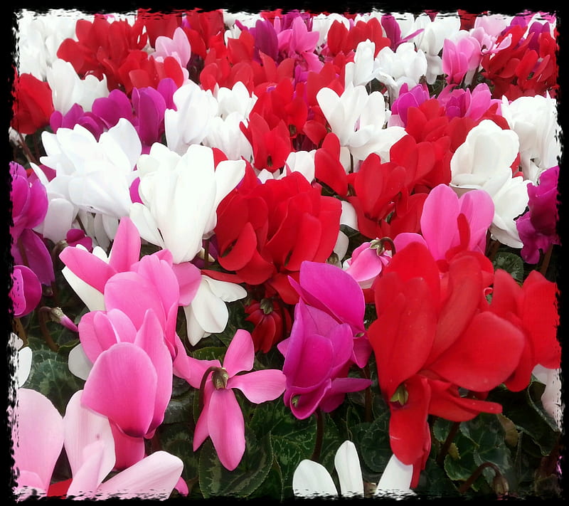 Sea of Cyclamen, flowers, graphy, pink, red, timbo, HD wallpaper
