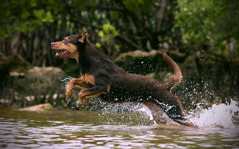 Australian Kelpie Dog running dog, dogs, cute dog, pets, river, Australian Kelpie, HD wallpaper