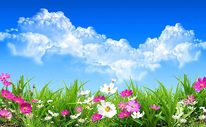 Spring Day, grass, flowers, Spring, clouds, sky, bees, HD wallpaper