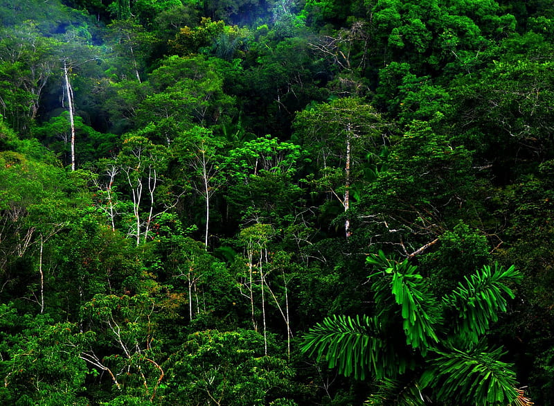 árboles verdes del bosque tropical, jungla, verde, deasa, tropicala, Fondo  de pantalla HD | Peakpx