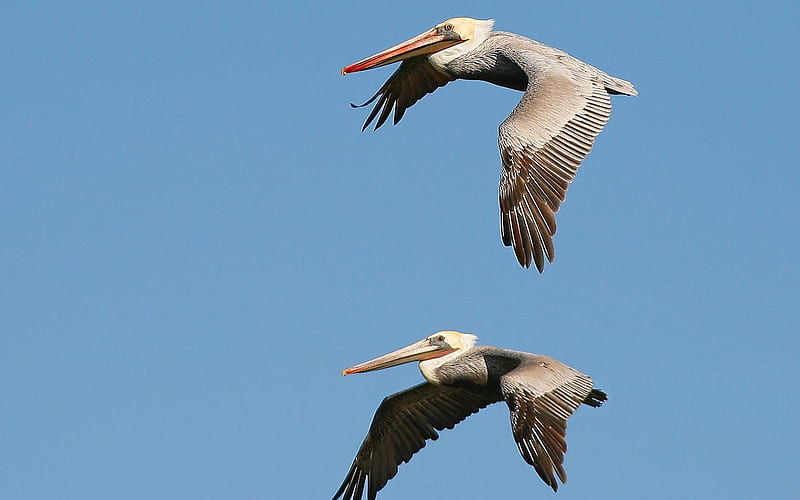 Brown Pelicans in Flight Carmel California, HD wallpaper