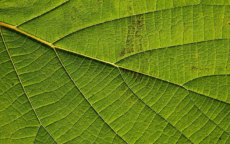 green leaf texture, green eco background, green leaf background, creative green background, leaf green texture, environment, HD wallpaper