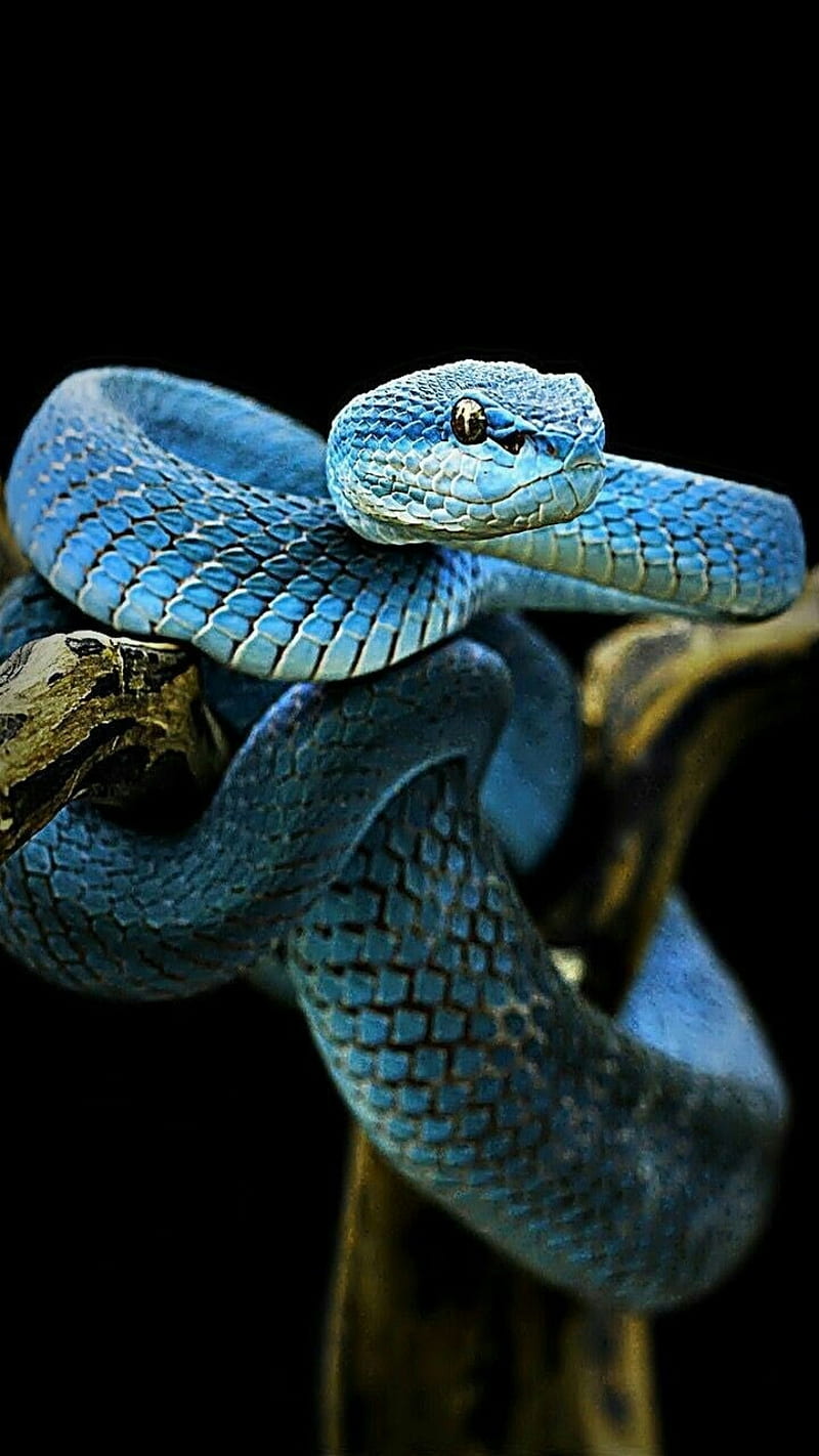 Snake, black, blue, enirti, green, iphone x, reptile, samsung, serpent, snakes, HD phone wallpaper