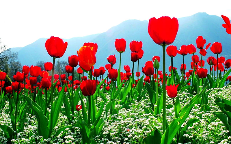 SPRING TULIPS, mountains, garden, spring, tulips, field, HD wallpaper