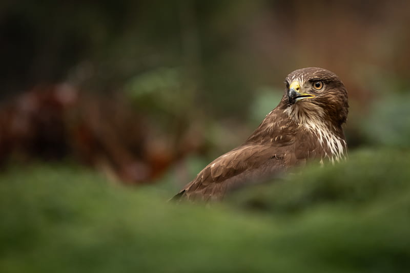 hawk, bird, brown, predator, wildlife, HD wallpaper