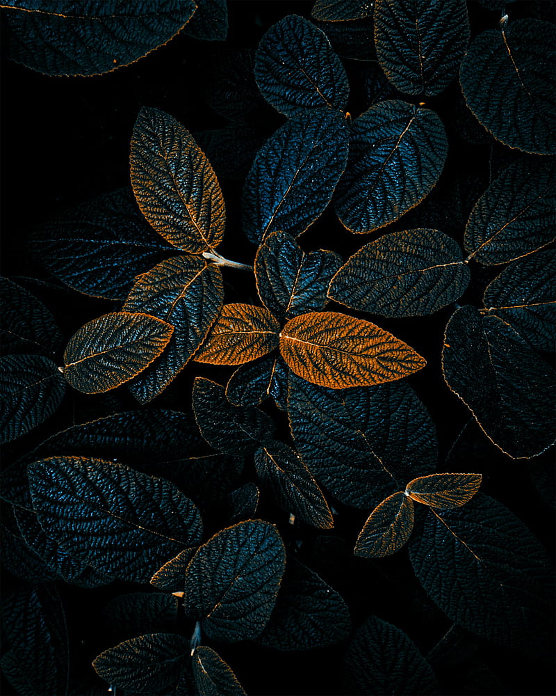 plant, leaves, veins, dark, HD phone wallpaper