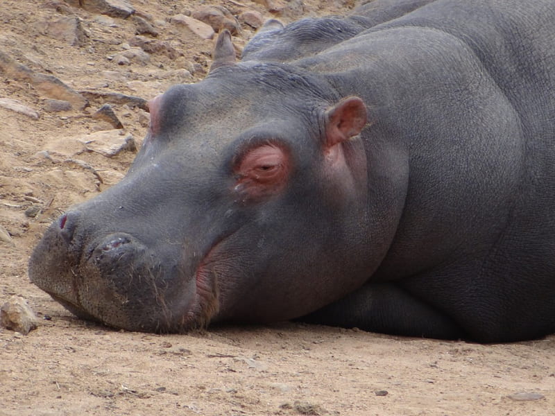 Hippo Head, Hippo, Game Reserve, South Africa, Pilandsberg, HD wallpaper
