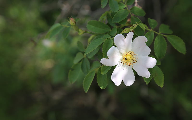 Wilde Rose, flower, white, rose, wild, HD wallpaper