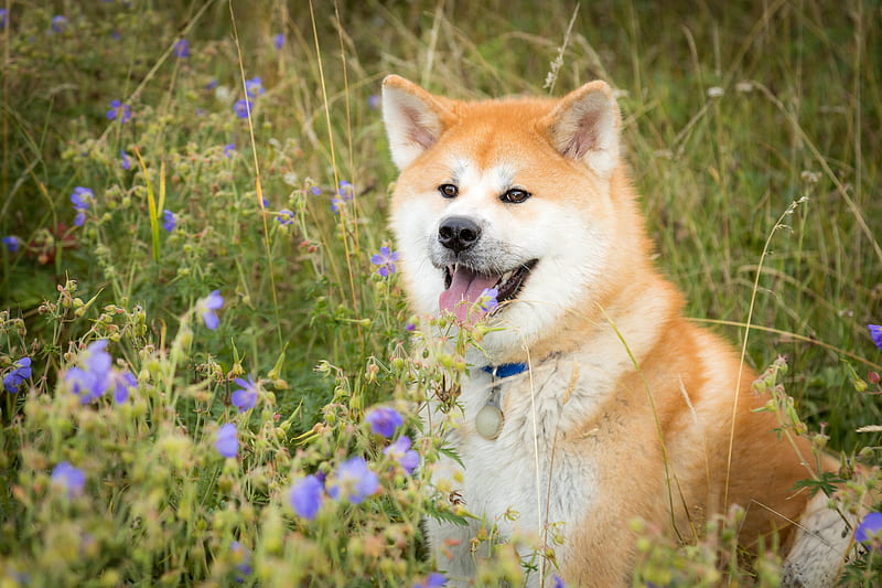 Dogs, Akita, Dog, Flower, Pet, HD wallpaper | Peakpx