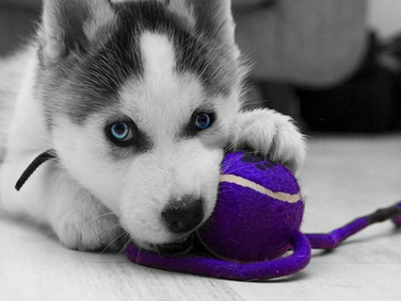 Please play with me, ball, purple, sad, husy, animals, puppy, dog, play, HD wallpaper
