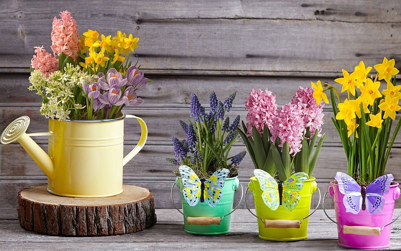 Spring, spring flowers, muscari, hyacinths, daffodils, crocuses, bouquets, HD wallpaper