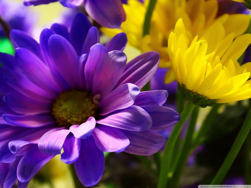 My flowers, yellow, beauty, flowers, purple, HD wallpaper | Peakpx