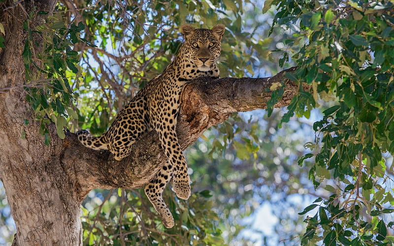 Beautiful Jaguar in Tree, tree, jaguars, big cats, animals, HD wallpaper