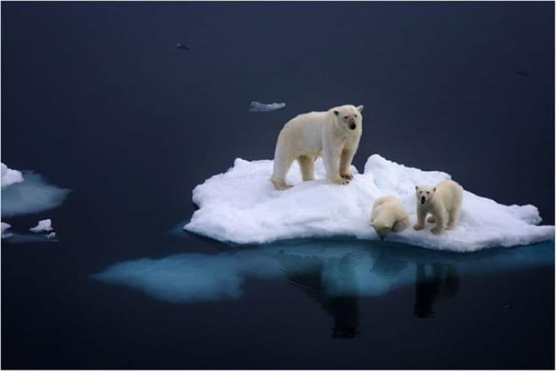 Which way to go..., water, white fur, ice, cubs, polar bear, HD wallpaper