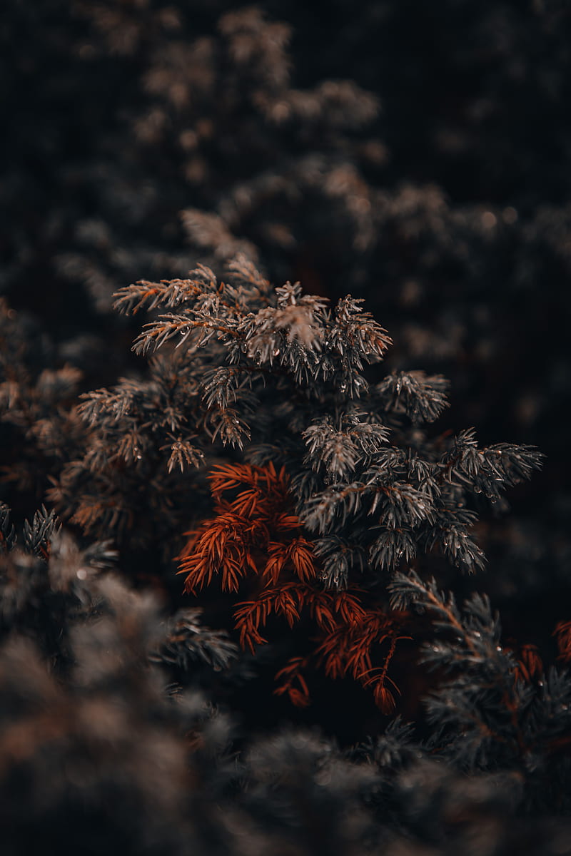 green and brown pine tree, HD phone wallpaper