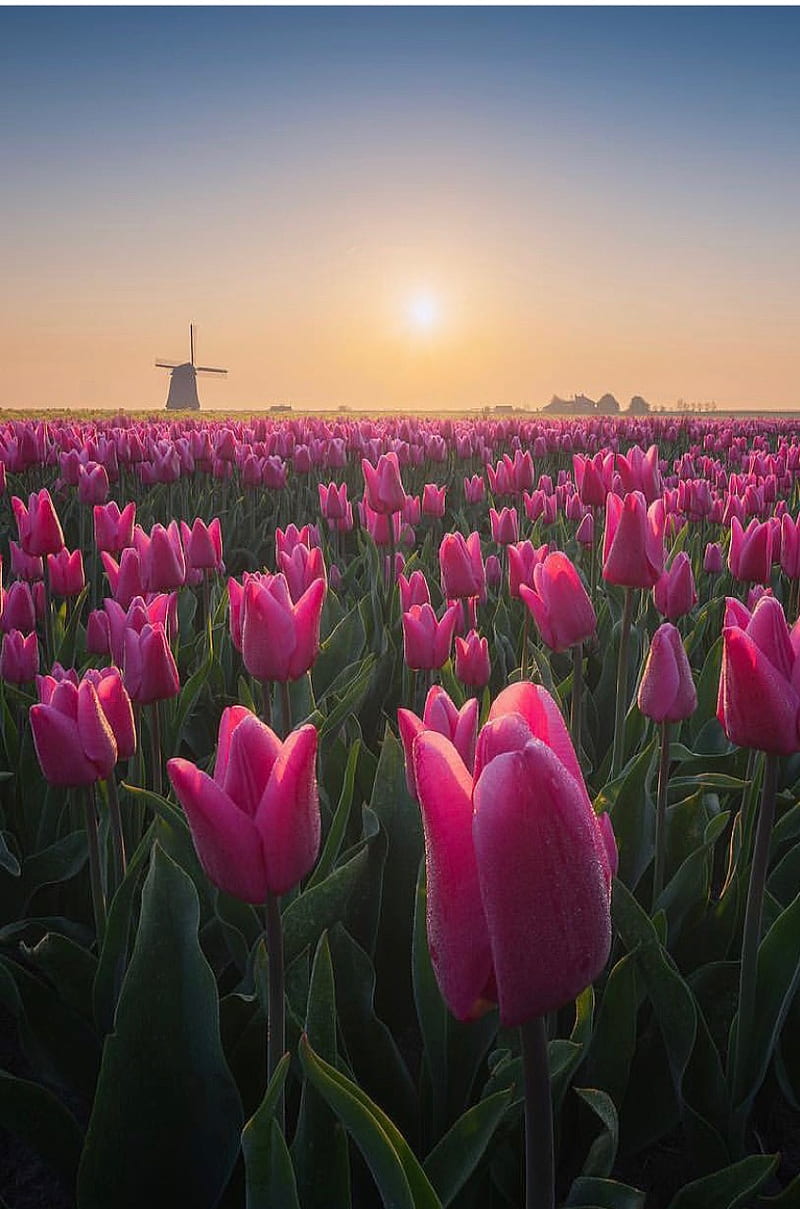 Holanda, cielo, tulipanes, Fondo de pantalla de teléfono HD | Peakpx