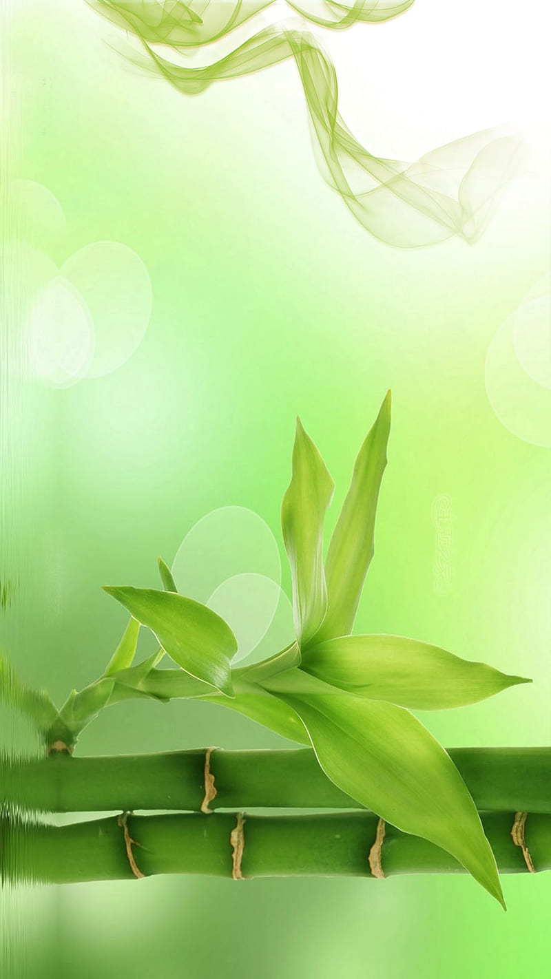lucky babboo, bamboo, flower, green, nature, HD phone wallpaper