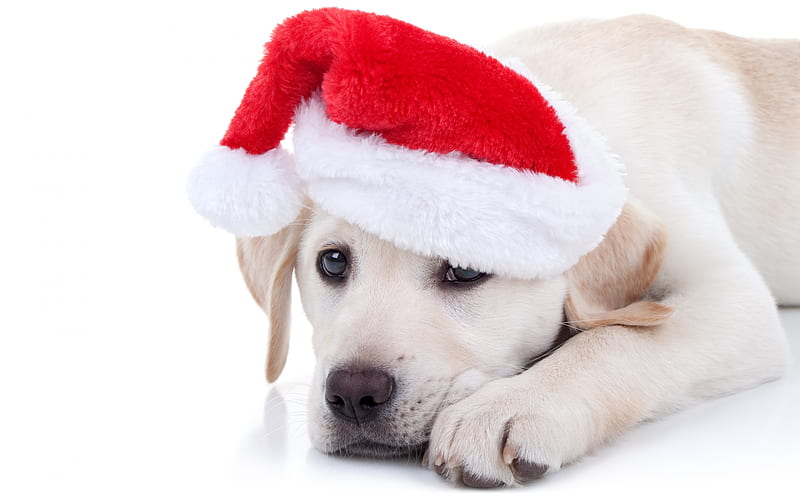 little labrador, golden retriever, cute little dogs, pets, christmas, santa claus, HD wallpaper