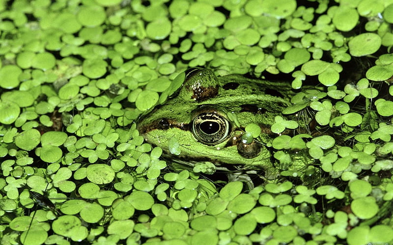 frog camouflage, HD wallpaper