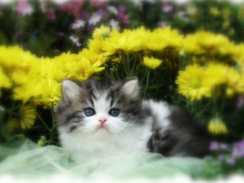 Pussycat among yellow flowers, feline, flower, garden, pussycat, cat ...