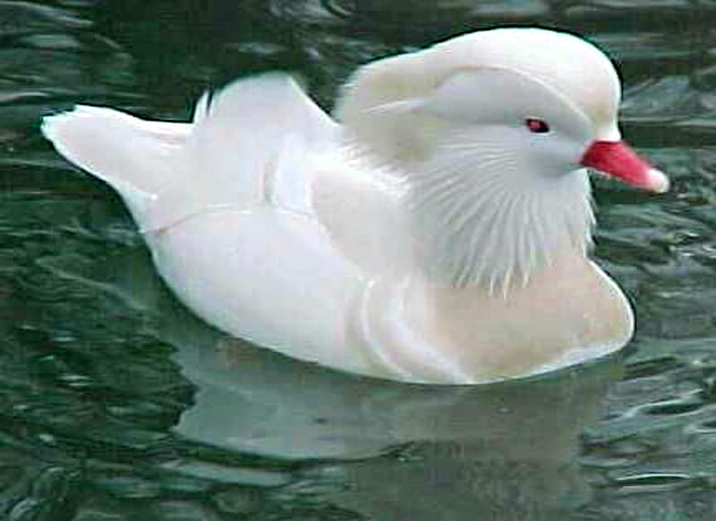 Albino Mandarin Duck, Water, Duck, Mandarin, Albino, White, HD wallpaper