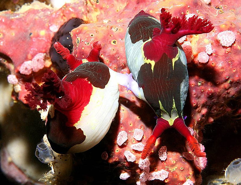 Nudibranchs, mollusk, reefs, under water creature, sea slugs, HD wallpaper