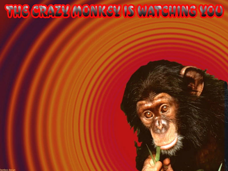 crazy monkey, art, windows vista, watching, vista, xp, monkey, windows, comic, cool, crazy, druffix, funny, animals, HD wallpaper