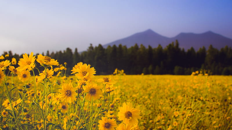/ a meadow full of yellow flowers in the mountains, yellow mountain meadow, Mountain Sunflower, HD wallpaper