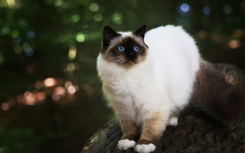 Siamese cat, fluffy white cat, pets, cat with blue eyes, cute animals, cats, HD wallpaper