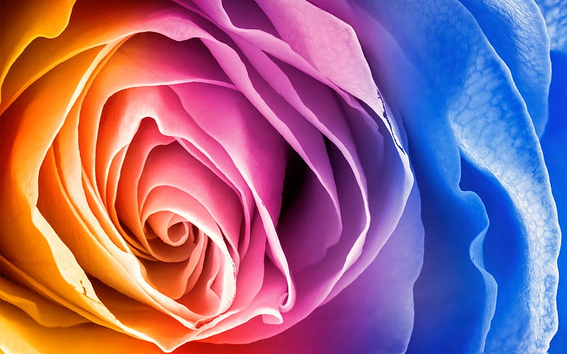 multi-colored rosebud, colored abstraction, colorful flower, rose, HD wallpaper