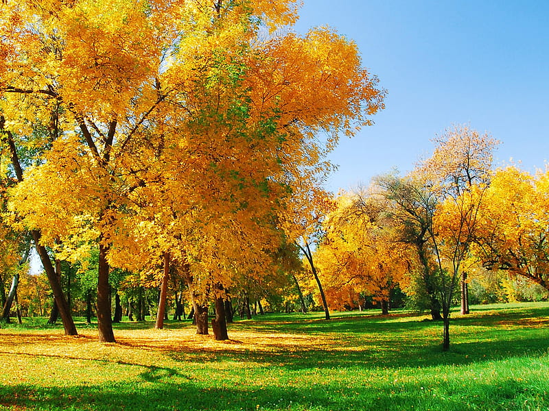 Yellow Trees on a Green Glade, green, glade, yellow, nature, trees, sky, HD wallpaper