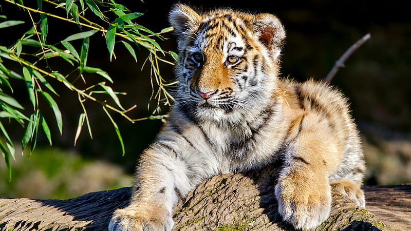 Baby Amur Tiger Animals, HD wallpaper