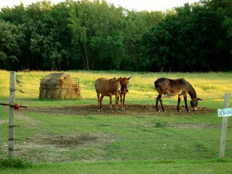 Mules, graph, grass, summer, pasture, trees, horse, animal, HD wallpaper