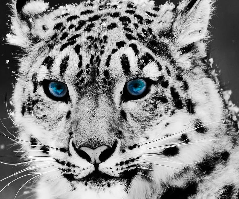 Predator, animal, blue eyes, tiger, white tiger, HD wallpaper