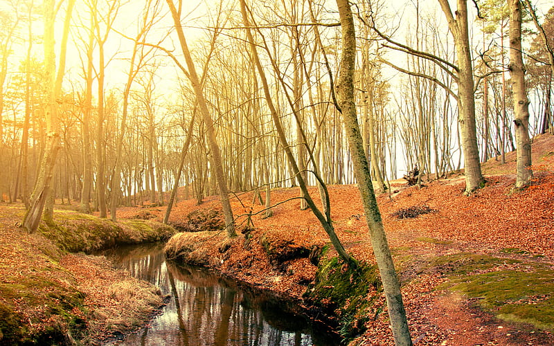 Earth, Fall, Forest, Stream, HD wallpaper