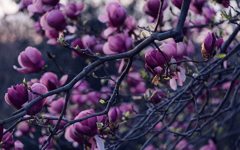 magnolia, spring flowering, purple flowers, spring, flowering magnolia, garden, spring flowers, HD wallpaper