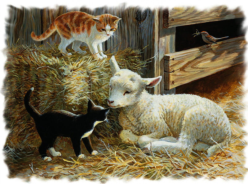 The Young Ones, farm, young, birds, lamb, kitten, HD wallpaper
