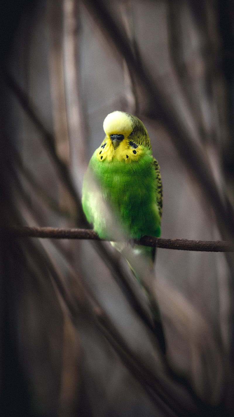 parakeet, parrot, bird, green, branch, HD phone wallpaper