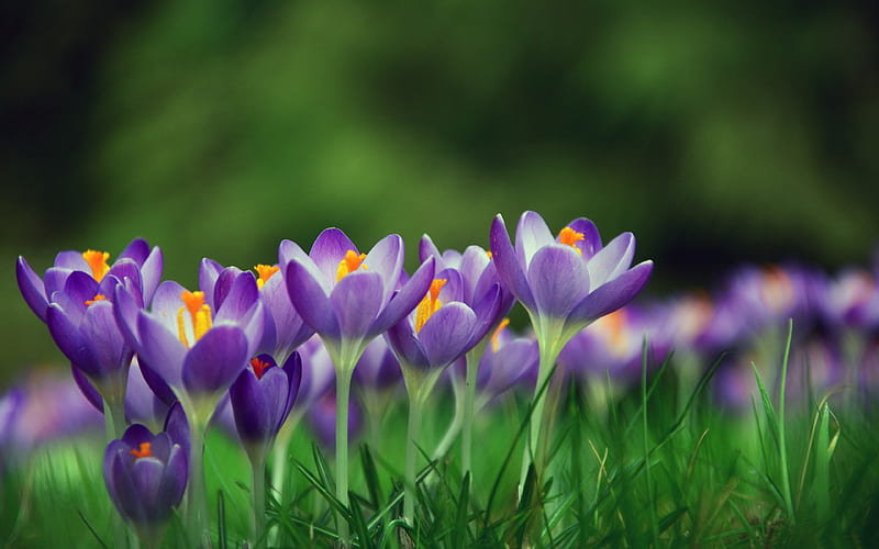 violet crocuses spring, violet flowers, crocuses, close-up, bokeh, spring flowers, crocuses, HD wallpaper